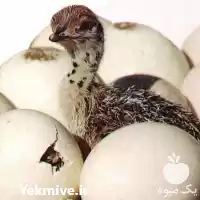 قیمت خرید جوجه شتر مرغ تخم شتر در گروه مرغ و خروس و بوقلمون و اردک قو قاز در یکمیوه