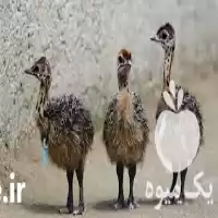 فروش تخم نطفه دار مرغ شترمرغ بوقلمون تضمینی در اصفهان در گروه انواع تخم ها در یکمیوه