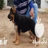 قیمت خرید توله ژرمن کینگ در کرج در گروه سگ و گربه در یکمیوه