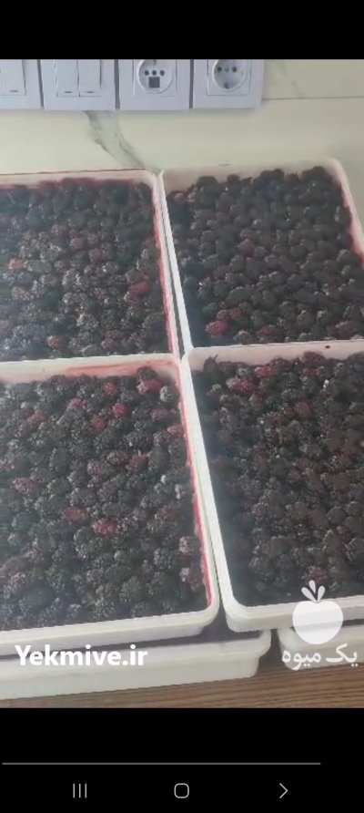 شاتوت سیاه تازه 85 یونجه و شبدر در سنندج در گروه خرید و فروش توت در یکمیوه -عکس2