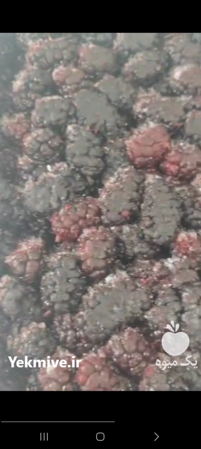 شاتوت سیاه تازه 85 یونجه و شبدر در سنندج در گروه خرید و فروش توت در یکمیوه -عکس3