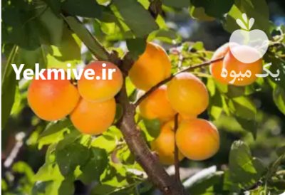 تامین فروش محصولات باغی شرکت بازرگانی سبلان صبای تبریز در گروه فرآورده های آلو و آلوچه در یکمیوه -عکس2