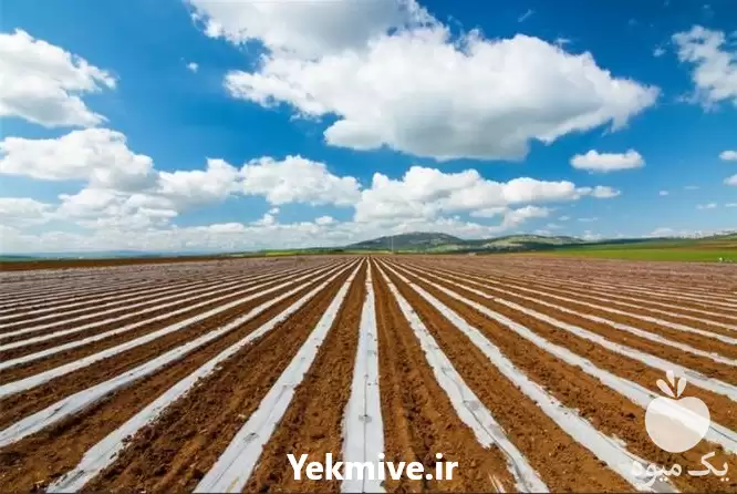 قیمت خرید شرکت تولید نایلون کشاورزی در تهران در گروه خرید و فروش بسته بندی نایلونی در یکمیوه -عکس1