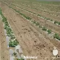 فروش نایلون کشاورزی و گلخانه در تبریز در گروه خرید و فروش انواع پوشش ها در یکمیوه