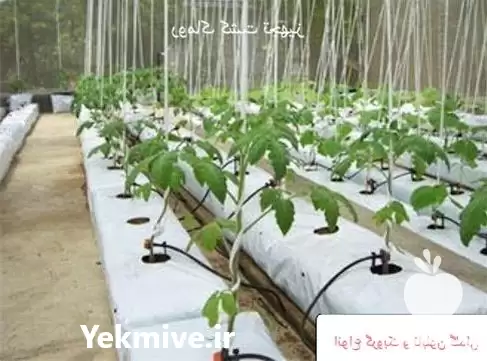 خرید گروبک برای کشاورزان مدرن افزایش در تهران در گروه خرید و فروش بسته بندی نایلونی در یکمیوه -عکس1