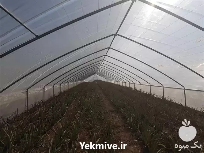 قیمت خرید پلاستیک گلخانه عرض متر در مشهد در گروه خرید و فروش انواع پوشش ها در یکمیوه -عکس1
