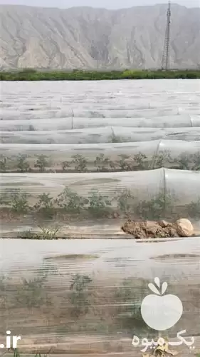 تولید و فروش انواع نایلون در کرمانشاه در گروه خرید و فروش بسته بندی نایلونی در یکمیوه -عکس1