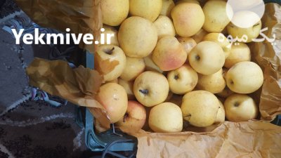 حدود 3000 کیلو سیب زرد و قرمز مراغه در آذربایجان شرقی در گروه خرید و فروش سیب در یکمیوه -عکس2