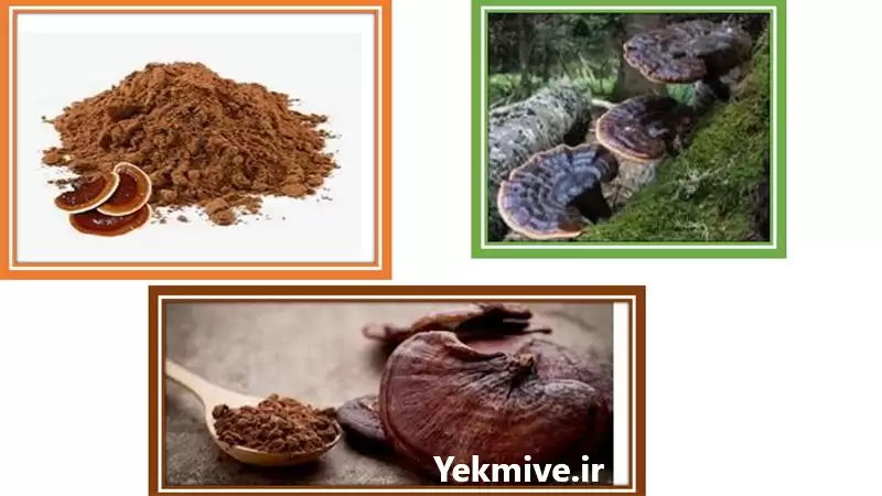 فروش گانودرما Ganoderma lucidium در گروه خرید و فروش قارچ در یکمیوه -عکس1