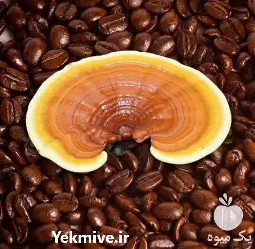 نمایندگی فروش قارچ گانودرما لوسیدوم قهوه در گروه خرید و فروش قارچ در یکمیوه -عکس1