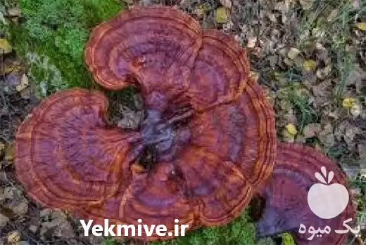 فروش عمده قارچ گانودرما در گروه خرید و فروش قارچ در یکمیوه -عکس1