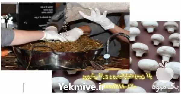 قیمت خرید پرورش قارچ و ورمیکولیت در تهران در گروه خرید و فروش انواع کود کشاورزی در یکمیوه -عکس1