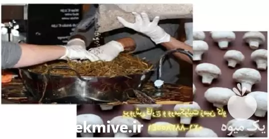 فروش پرورش قارچ و ورمیکولیت در گروه خرید و فروش انواع کود کشاورزی در یکمیوه -عکس1