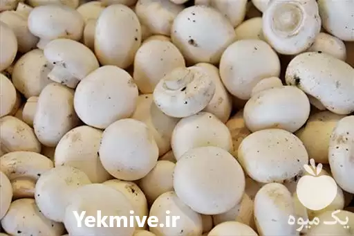 فروش قارچ دکمه ای در رشت در گروه خرید و فروش قارچ در یکمیوه -عکس1