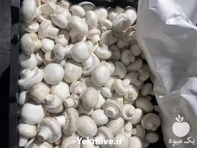 فروش روزانه قارچ فله درجه 1 در گروه خرید و فروش قارچ در یکمیوه -عکس1