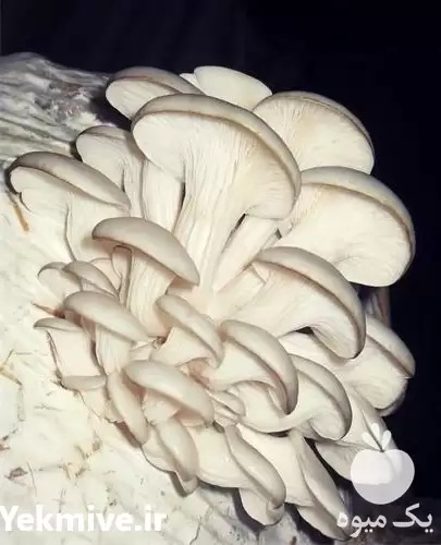 قیمت خرید پخش قارچ بسته بندی در تهران در گروه خرید و فروش قارچ در یکمیوه -عکس1