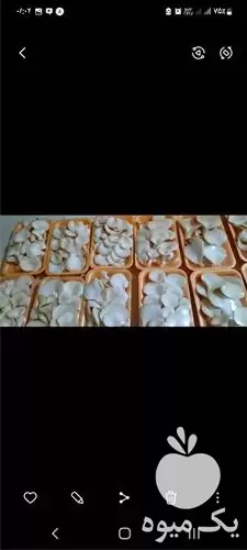 قیمت خرید قارچ دکمه ای در گروه خرید و فروش قارچ در یکمیوه -عکس1