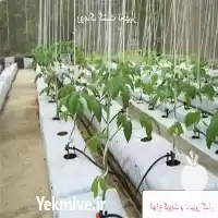 خرید گروبک برای کشاورزان مدرن افزایش در تهران در گروه خرید و فروش بسته بندی نایلونی در یکمیوه