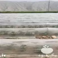 تولید و فروش انواع نایلون در کرمانشاه در گروه خرید و فروش بسته بندی نایلونی در یکمیوه