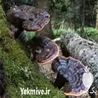 فروش قارچ گانودرما به صورت عمده در ساری در گروه خرید و فروش قارچ در یکمیوه