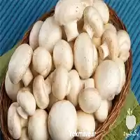 معتبر ترین نمایندگی فروش قارچ در رشت در گروه خرید و فروش قارچ در یکمیوه