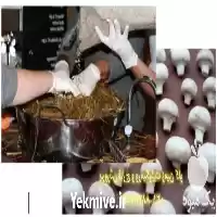 قیمت خرید پرورش قارچ و ورمیکولیت در تهران در گروه خرید و فروش انواع کود کشاورزی در یکمیوه