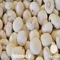 فروش قارچ دکمه ای در رشت در گروه خرید و فروش قارچ در یکمیوه