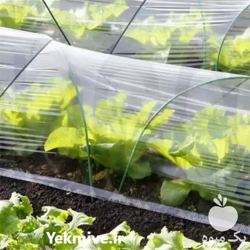 فروش نایلون گلخانه در اصفهان در گروه خرید و فروش بسته بندی نایلونی در یکمیوه -عکس1