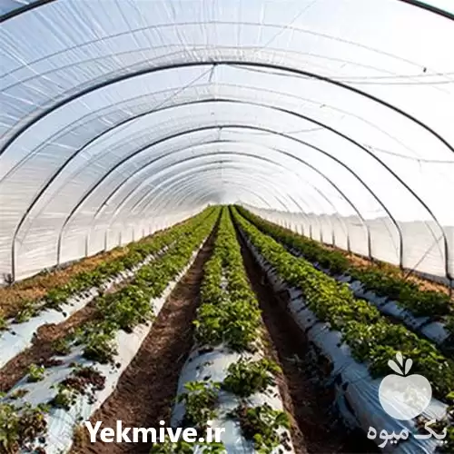 فروش نایلون گلخانه ای در تهران در گروه خرید و فروش انواع پوشش ها در یکمیوه -عکس1