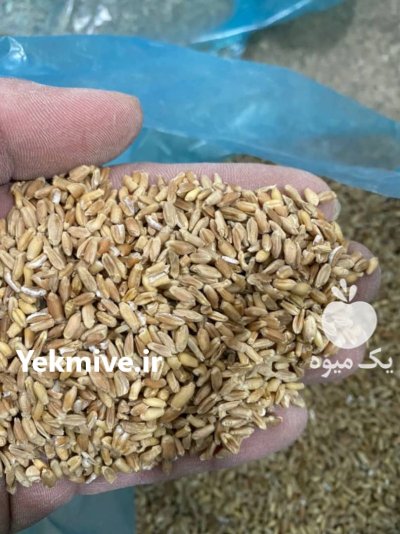 گندم شکسته درجه یک در گنبد کاووس در گروه خرید و فروش گندم و جو در یکمیوه -عکس1