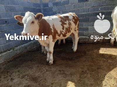 فروش گوساله سیمینتال نر قیمت انواع در آق قلا در گروه گاو و گوسفند و میش و بز کهره گوساله در یکمیوه -عکس4