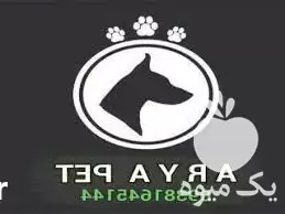 فروش سگ روتوایلر در تهران در گروه سگ و گربه در یکمیوه -عکس1