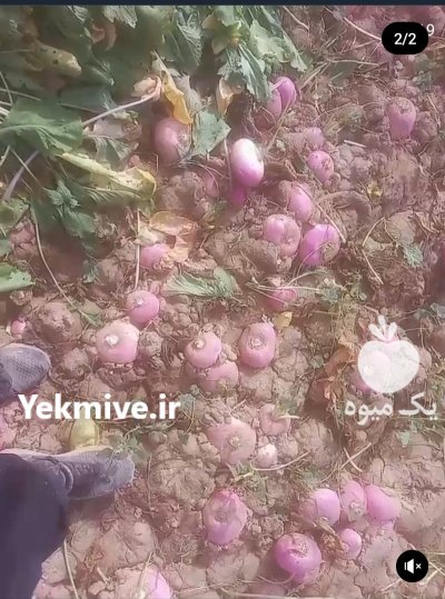 بذر شلم هویچ پیاز در گروه خرید و فروش شلغم در یکمیوه -عکس3