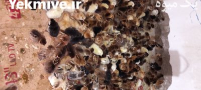 جوجه گلپایگانی و گردن لخت در آق قلا در گروه مرغ و خروس و بوقلمون و اردک قو قاز در یکمیوه -عکس3