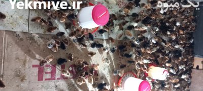 جوجه گلپایگانی و گردن لخت در آق قلا در گروه مرغ و خروس و بوقلمون و اردک قو قاز در یکمیوه -عکس4