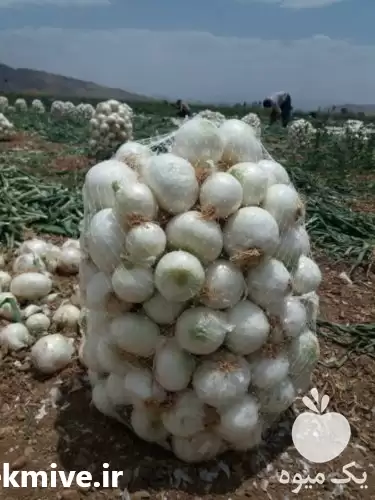 قیمت خرید بذر پیاز سفید مینروا در اهواز در گروه خرید و فروش بذر پیاز در یکمیوه -عکس1