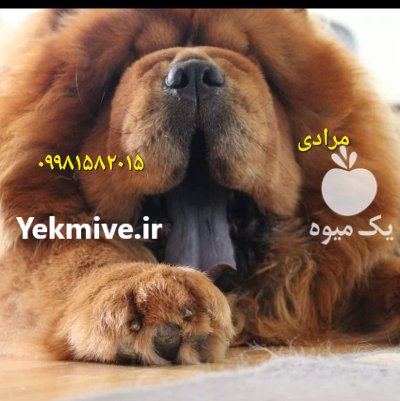 قیمت سگ چاوچاو اصیل در تهران در گروه سگ و گربه در یکمیوه -عکس1