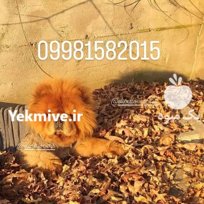 قیمت سگ چاوچاو اصیل در تهران در گروه سگ و گربه در یکمیوه -عکس3