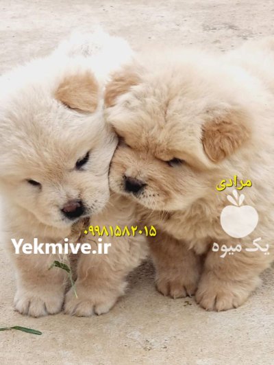 قیمت سگ چاوچاو اصیل در تهران در گروه سگ و گربه در یکمیوه -عکس4