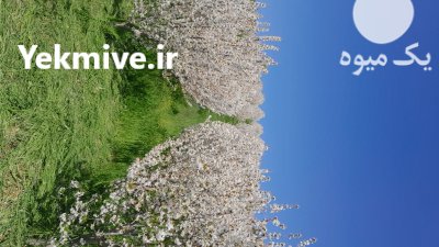 پیش فروش باغ گیلاس در گالیکش در گروه خرید و فروش گیلاس در یکمیوه -عکس1