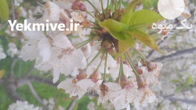 پیش فروش باغ گیلاس در گالیکش در گروه خرید و فروش گیلاس در یکمیوه -عکس2