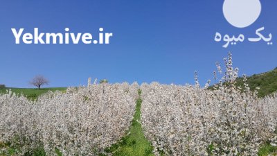 پیش فروش باغ گیلاس در گالیکش در گروه خرید و فروش گیلاس در یکمیوه -عکس3