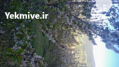 پیش فروش باغ گیلاس در گالیکش در گروه خرید و فروش گیلاس در یکمیوه -عکس4