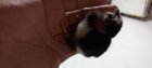 جوجه گلپایگانی و گردن لخت در آق قلا در گروه مرغ و خروس و بوقلمون و اردک قو قاز در یکمیوه