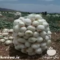 قیمت خرید بذر پیاز سفید مینروا در اهواز در گروه خرید و فروش بذر پیاز در یکمیوه