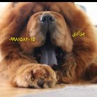 قیمت سگ چاوچاو اصیل در تهران