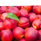 فروش شلیل منطقه مشگین شهر پارس در گروه خرید و فروش شلیل در یکمیوه