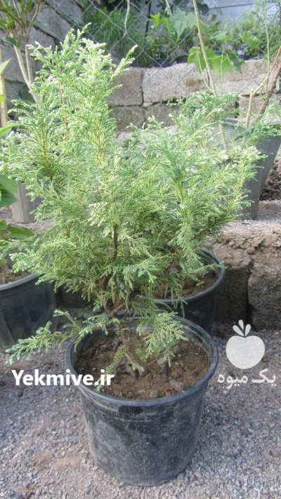 نهال درخت گلدانی ارسال به تمام در گروه خرید و فروش نهال در یکمیوه -عکس4