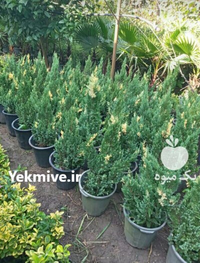 نهال درخت گلدانی ارسال به تمام در گروه خرید و فروش نهال در یکمیوه -عکس3