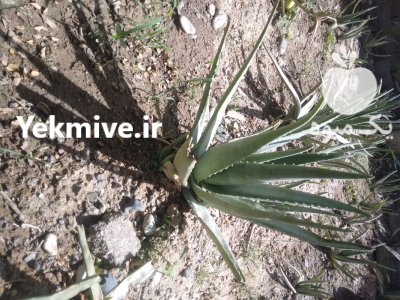 فروش الوورا در جیرفت در گروه خرید و فروش گیاهان دارویی در یکمیوه -عکس1